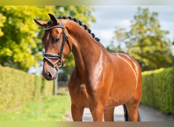 KWPN, Ruin, 4 Jaar, 165 cm, Roodbruin
