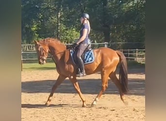 KWPN, Ruin, 4 Jaar, 165 cm, Vos