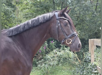 KWPN, Ruin, 4 Jaar, 165 cm, Zwart