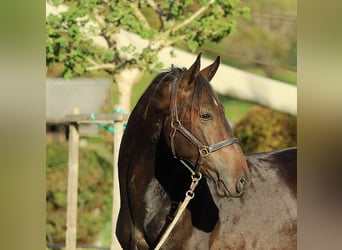 KWPN, Ruin, 4 Jaar, 166 cm, Bruin