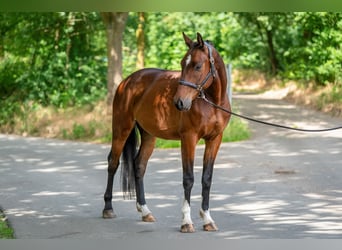 KWPN, Ruin, 4 Jaar, 166 cm, Bruin