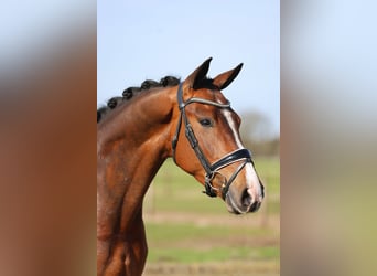 KWPN, Ruin, 4 Jaar, 166 cm, Bruin