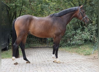 KWPN, Ruin, 4 Jaar, 166 cm, Bruin