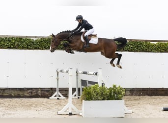 KWPN, Ruin, 4 Jaar, 166 cm, Donkerbruin