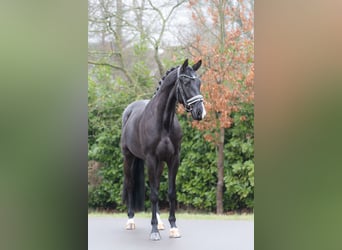 KWPN, Ruin, 4 Jaar, 166 cm, Zwart