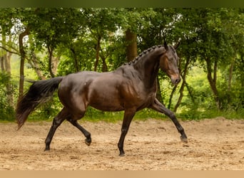 KWPN, Wallach, 4 Jahre, 166 cm, Schwarzbrauner