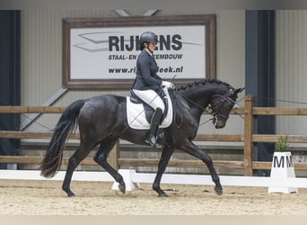 KWPN, Wallach, 4 Jahre, 166 cm, Schwarzbrauner