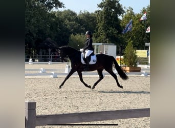 KWPN, Wallach, 4 Jahre, 166 cm, Schwarzbrauner