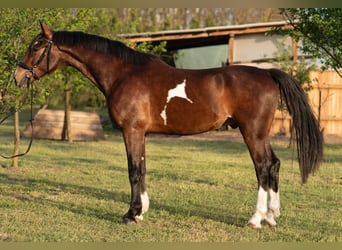 KWPN, Ruin, 4 Jaar, 167 cm, Bruin