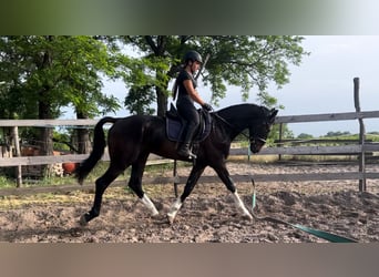 KWPN, Ruin, 4 Jaar, 167 cm, Bruin