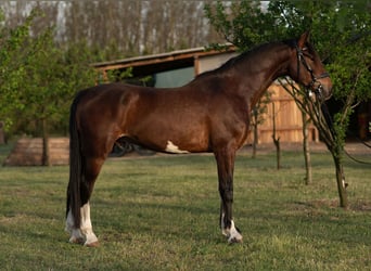 KWPN, Ruin, 4 Jaar, 167 cm, Bruin