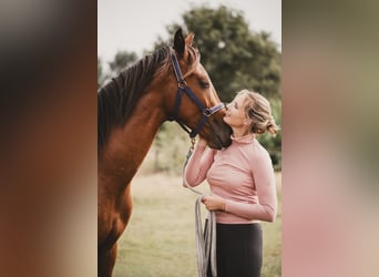 KWPN, Ruin, 4 Jaar, 167 cm, Bruin