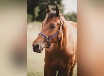 KWPN, Ruin, 4 Jaar, 167 cm, Bruin