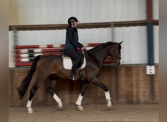 KWPN, Ruin, 4 Jaar, 167 cm, Donkerbruin