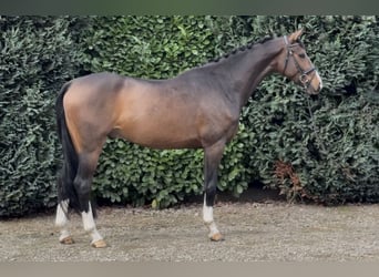 KWPN, Ruin, 4 Jaar, 167 cm, Donkerbruin