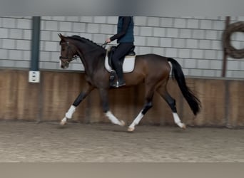 KWPN, Ruin, 4 Jaar, 167 cm, Donkerbruin