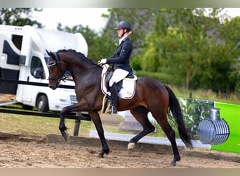 KWPN, Ruin, 4 Jaar, 167 cm, Donkerbruin
