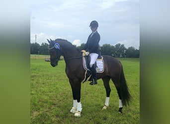 KWPN, Ruin, 4 Jaar, 167 cm, Donkerbruin