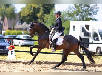 KWPN, Ruin, 4 Jaar, 167 cm, Donkerbruin