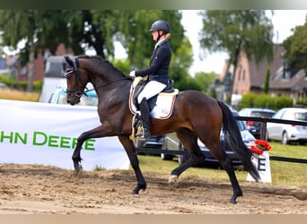 KWPN, Ruin, 4 Jaar, 167 cm, Donkerbruin