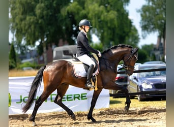 KWPN, Ruin, 4 Jaar, 167 cm, Donkerbruin