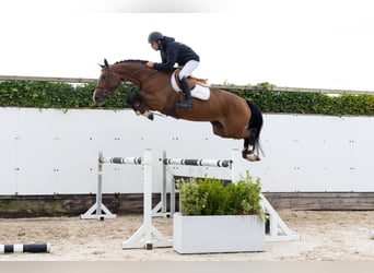 KWPN, Ruin, 4 Jaar, 167 cm, Donkerbruin