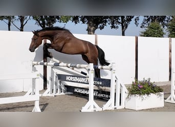 KWPN, Ruin, 4 Jaar, 167 cm, Roodbruin