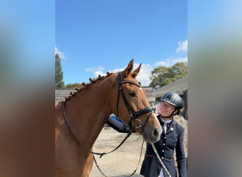 KWPN, Ruin, 4 Jaar, 167 cm, Vos