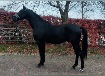 KWPN, Ruin, 4 Jaar, 167 cm, Zwart