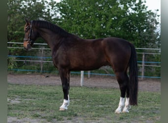 KWPN, Ruin, 4 Jaar, 168 cm, Bruin
