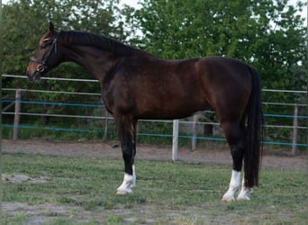 KWPN, Ruin, 4 Jaar, 168 cm, Bruin