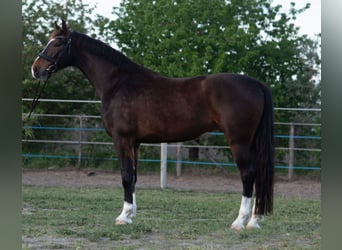 KWPN, Ruin, 4 Jaar, 168 cm, Bruin