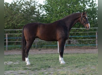 KWPN, Ruin, 4 Jaar, 168 cm, Bruin
