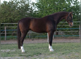 KWPN, Ruin, 4 Jaar, 168 cm, Bruin