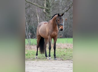 KWPN, Ruin, 4 Jaar, 168 cm, Bruin