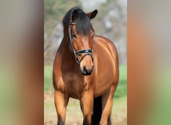 KWPN, Ruin, 4 Jaar, 168 cm, Bruin