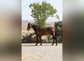 KWPN, Ruin, 4 Jaar, 168 cm, Donkerbruin