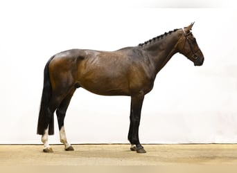 KWPN, Ruin, 4 Jaar, 168 cm, Donkerbruin