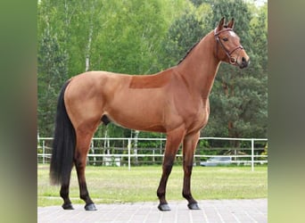 KWPN, Ruin, 4 Jaar, 168 cm, Roodbruin
