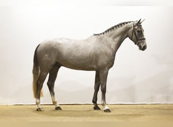 KWPN, Ruin, 4 Jaar, 168 cm, Schimmel