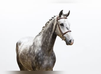 KWPN, Ruin, 4 Jaar, 168 cm, Schimmel