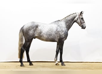 KWPN, Ruin, 4 Jaar, 168 cm, Schimmel