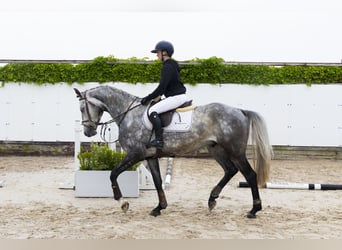KWPN, Ruin, 4 Jaar, 168 cm, Schimmel