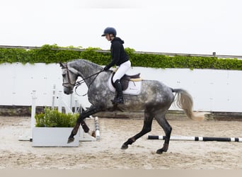 KWPN, Ruin, 4 Jaar, 168 cm, Schimmel