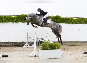 KWPN, Ruin, 4 Jaar, 168 cm, Schimmel