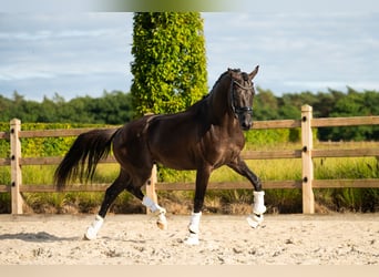 KWPN, Ruin, 4 Jaar, 168 cm, Zwart