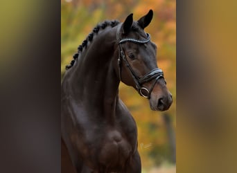 KWPN, Ruin, 4 Jaar, 169 cm, Donkerbruin