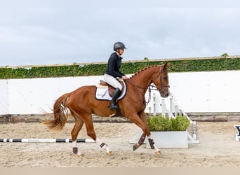 KWPN, Ruin, 4 Jaar, 169 cm, Donkere-vos