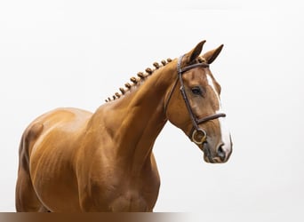 KWPN, Ruin, 4 Jaar, 169 cm, Donkere-vos
