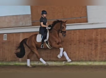 KWPN, Ruin, 4 Jaar, 169 cm, Vos